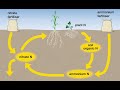 Soil Acidity from nitrogen transformations