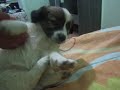 Cachorrinho folgado, morto de sono