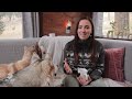 Kibble to Raw Food - HOW & WHY I Transitioned My Dogs | Husky Squad