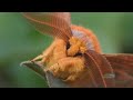 Cute Moths