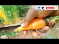 What happens when you grow Carrots in egg crates?