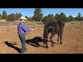 My Top 3 tools to build your horses confidence