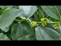 Happy days, My Jujube (Ziziphus jujuba) aka Chinese date trees are in flower.