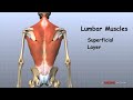 Lumbar Spine Anatomy