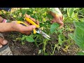 Don't Make This Critical Mistake Growing Tomatoes||Determinate And Indeterminate Tomatoes