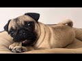 Cute Sleepy little Pug Chewing With Sound 🐶🦴 🎶