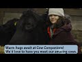 Cow Hugging • Cow Videos  • Cow Cuddling •  Cow Cuddles