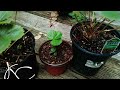 Strawberry propagation program.