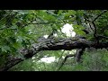 Woodpecker pecking and oak tree.