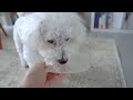 VLOG_ Morning Routine With My Dog , Tidying up the Room , Eating Basque Cheesecake