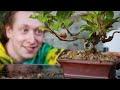 How To Double Air Layer for Bonsai - Double Layering Method