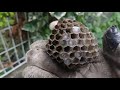 Paper wasps VS Quick freeze (to death) Spray