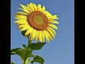Sunflower (Free beat)