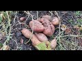 November 2021 Sweet Potato Harvest