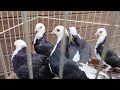 Gołębie Zamojskie 2024 młode bociany