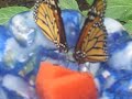 #butterfly  #nature  #beauty Butterflies  Transformation and Change Air Element