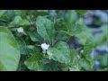 Jasmine Plant Time Lapse