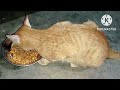 Lovely Cat Videos