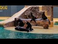 BEST OF LORO PARQUE  SHOW 2022 Tenerife (Orca Show , Sea Lion , Dolphin )