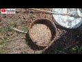 gak sengaja dapat sarang semut angkrang nempel di pohon tumbang