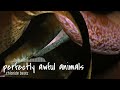 perfectly awful animals (prod. by .chloride)