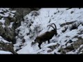 Trophy,ibex,hunt