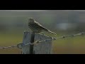 Cayeux-sur-Mer, ville silencieuse et joyeuse nature