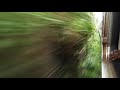 Gampaha flyover to Walpola station -Train Travel Sri Lanka (13/04/2021)