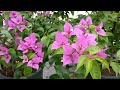 Lovely purple bougainvillea