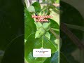 Grow Persimmon trees