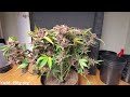 Timelapse of Purple Lemonade Auto from Fastbuds - 156 grams dry