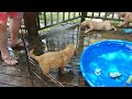 Puppies playing in pool