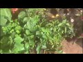 My Garden Vlog #Garden #Vlog #Vellore