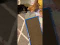 Kittens with their first Rat Toys part 2