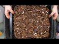 How Fast Can This System Make Worm Castings- Red Wigglers