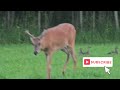 Turkey Deer Ducks & Buck (calm animals)