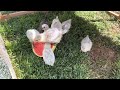 Baby Chickens vs Watermelon