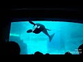 話しかけてくるシャチの親子がかわいすぎる。 名古屋水族館2015 Orca