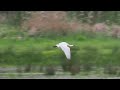 Spoonbill, 4k60 slowed down 50%, filmed it with the OM1 and 300 F4 Pro, monopod and light ballhead