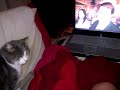 Cat watching Peep Show