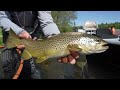 Fly Fishing Idaho: Incredible Salmon Fly Hatch!