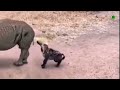 Who knew rhinos had this amazing self-defense ability