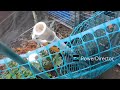 My  GARDEN Video