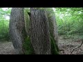 arbre remarquable de la forêt