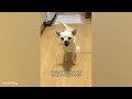 The Smallest, Funniest DOGS on Earth 😂 Best Funny Chihuahuas Videos