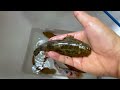 Catch Amazingly Colorful Ornamental Turtles In Caves, Koi Fish, Guppies, Angelfish | Fishing Video