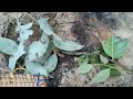 How to capture a swarm of bees with a basket