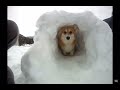 Corgi Tunnel by @JDrews