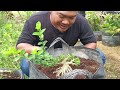 Cara Bikin Bonsai Sancang Mamae dari nol sampai jadi kerangka #bonsai #shorts