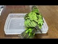 Bathing in Senegal parrot